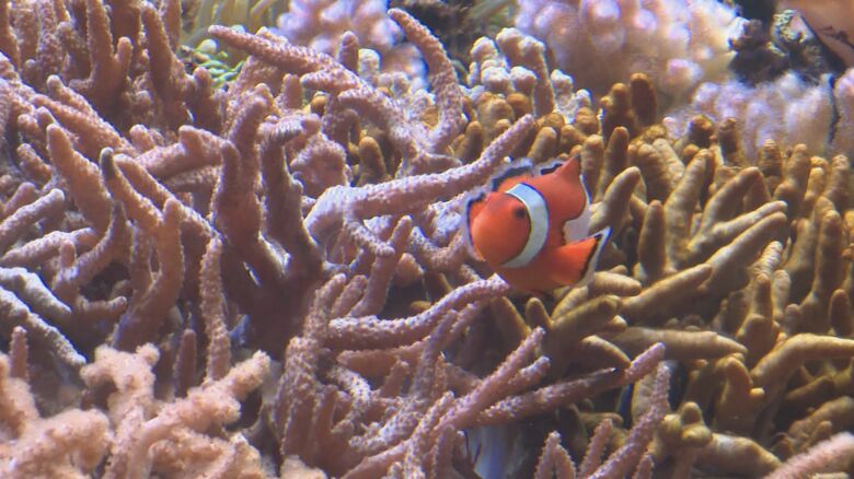 カクレクマノミ