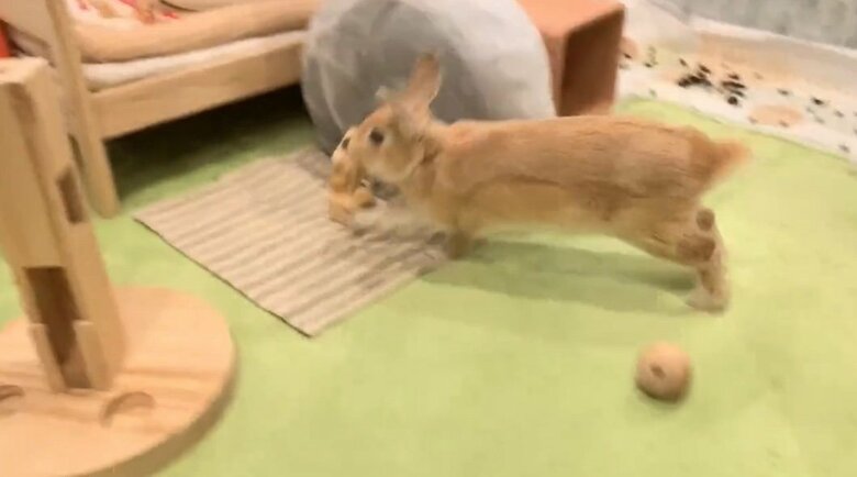 うれしくて駆け回るうるちくん（提供：げんまいとうるちさん）