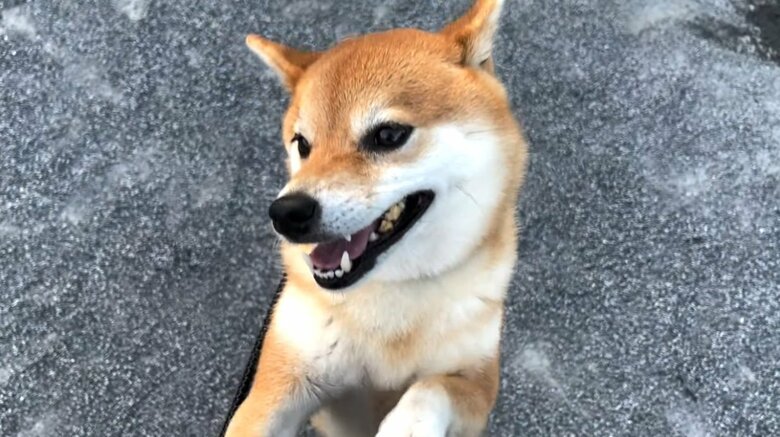 「止めて～」とカリカリする花子ちゃん