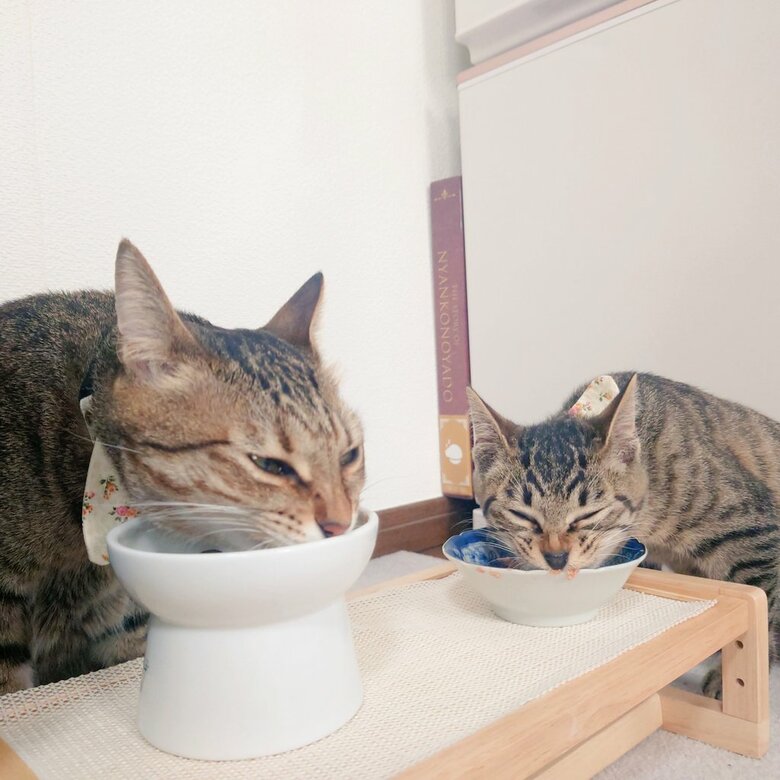 左：もなちゃん　右：小雪ちゃん（提供：アメチカンのもなさん）