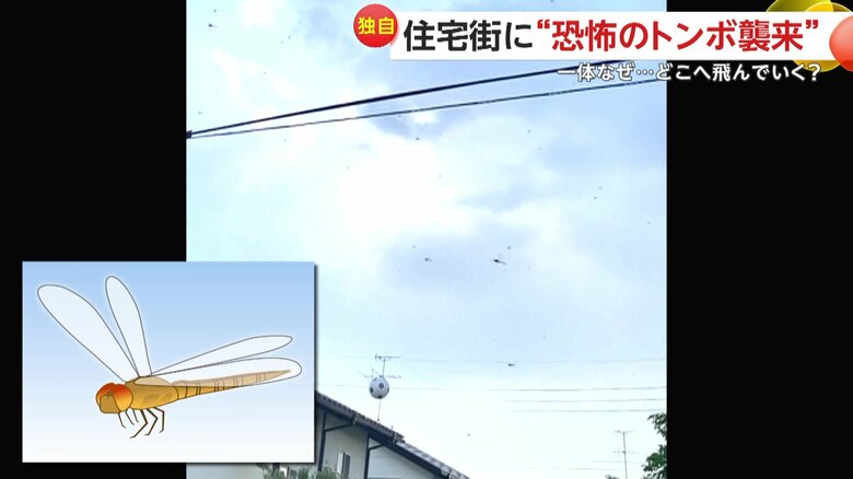 空を飛び回るトンボの大群（視聴者提供）