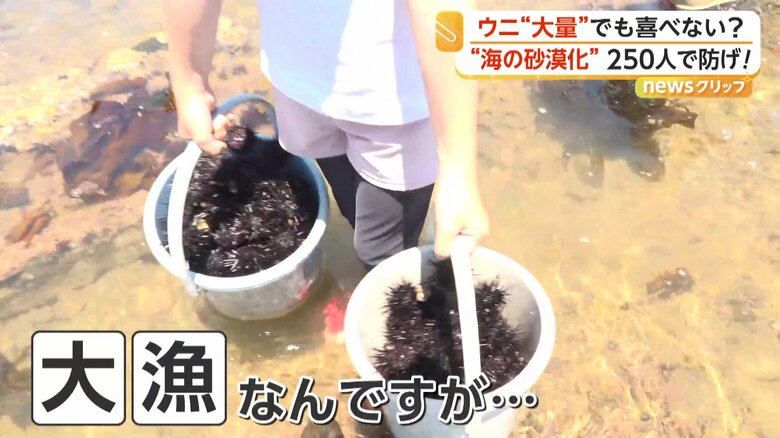 約250人がかりで取り除いていたウニ