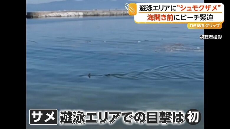 ビーチに現れた「アカシュモクザメ」