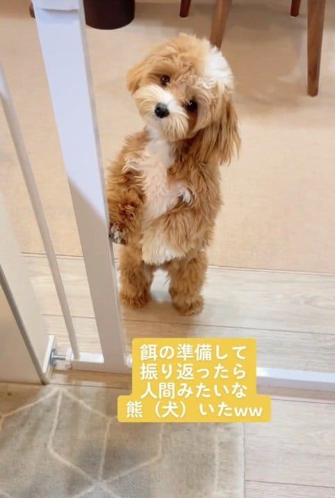 2022年のちゃちゃまるちゃん