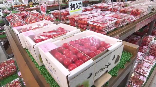 フルーツ王国・福島　トップバッターはサクランボ