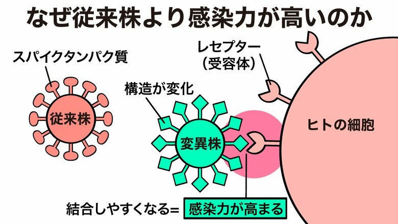 変異株と受容体の結合イメージ（イラスト：さいとうひさし）