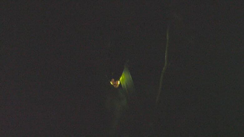 暗闇に浮かぶホタルの光