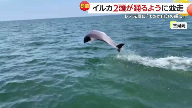 イルカがこの地域で目撃されるのは非常に珍しいという