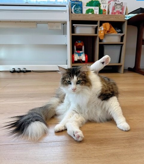 やわらかシィクくん