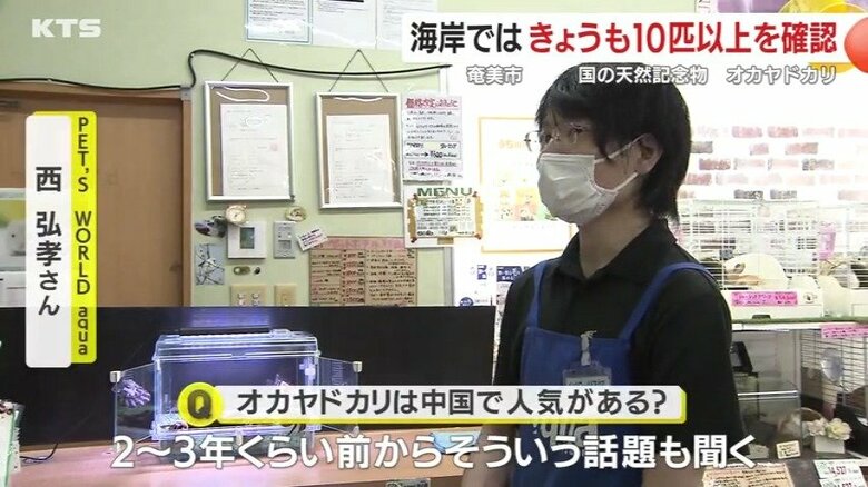 オカヤドカリは中国で人気があるという