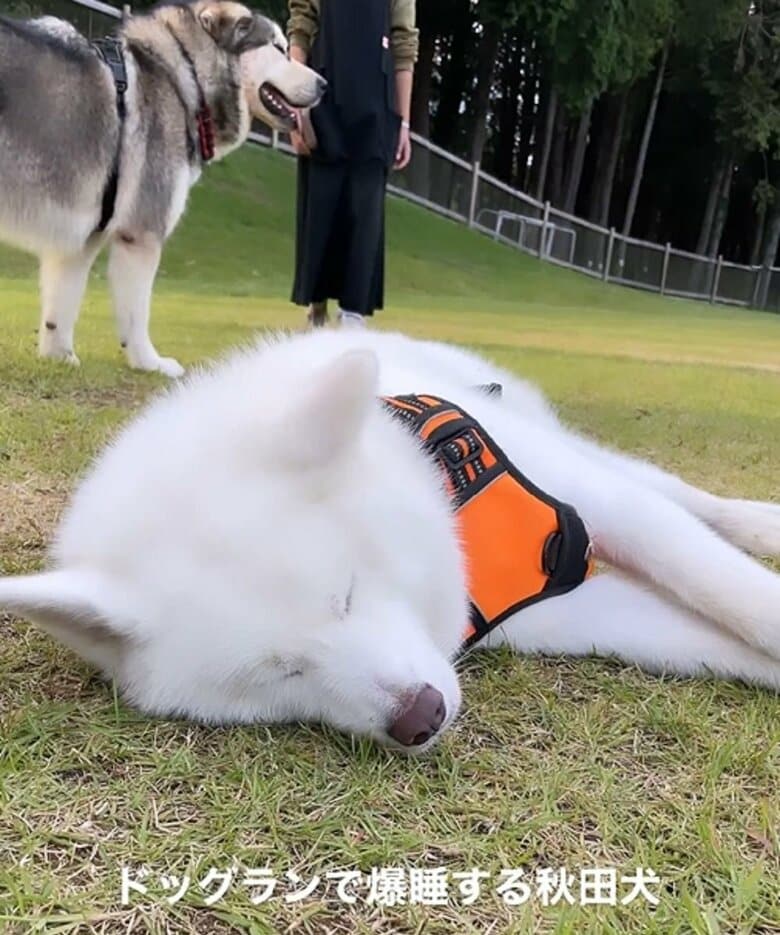 ドッグランで爆睡するユキちゃん