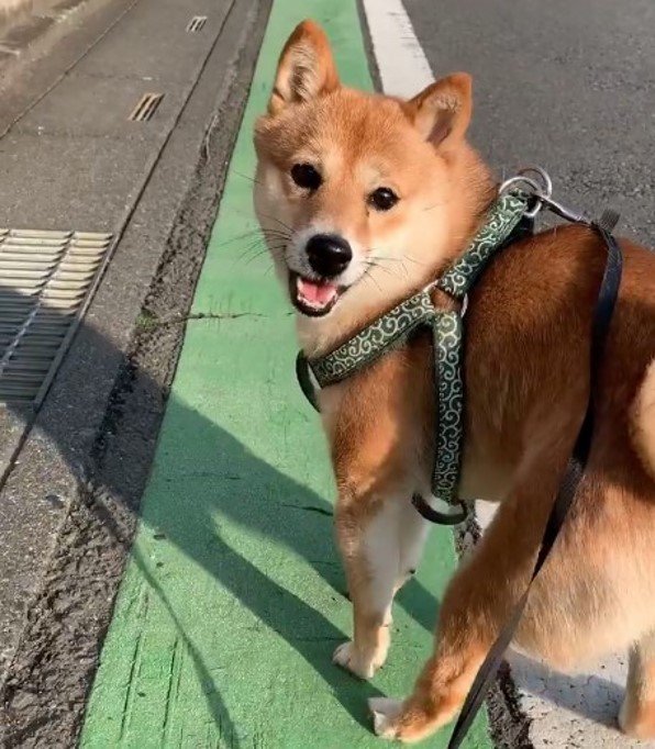 提供：kurararara4466さん