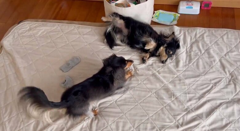 「病院後に遊んだという、“弟”犬のマロンくん（上）とこうちゃん」