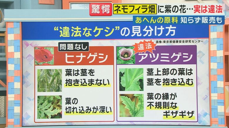 違法なケシの見分け方