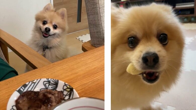 にんじゃくんは人間の食べ物に興味を持ったり（左）、バナナ泥棒になることも