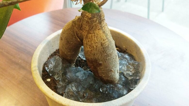 植物の鉢の土に撒いて保水剤に（特集班撮影）