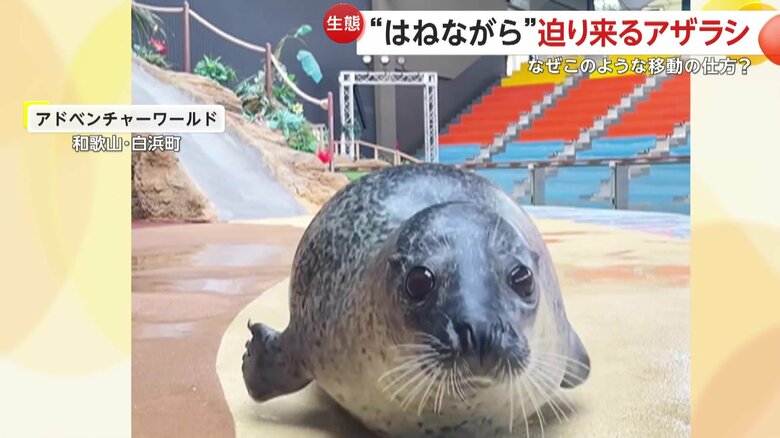 イモムシのように腰を上下に動かしながら進む特徴があるアザラシ