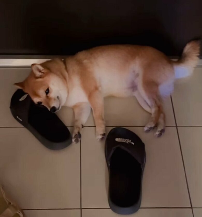 パパさんのサンダルを枕にお昼寝