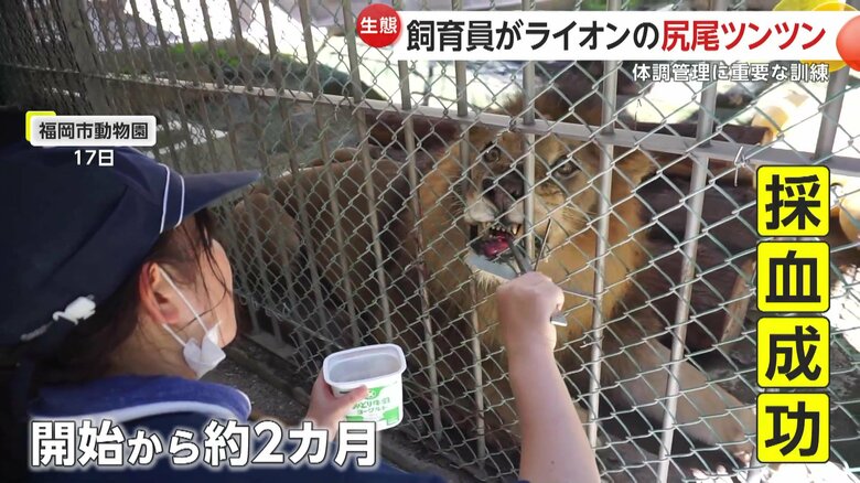落ち着いて採血を受けるチャチャ丸（提供：福岡市動物園）