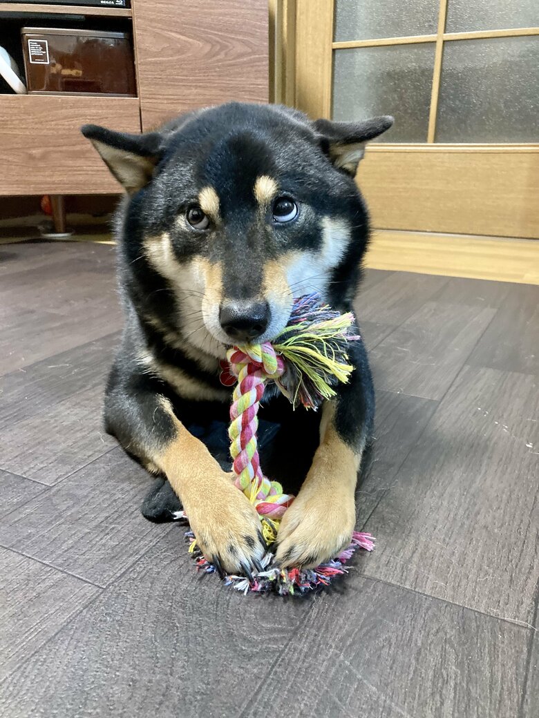 提供：黒柴ぎん@快杜号さん