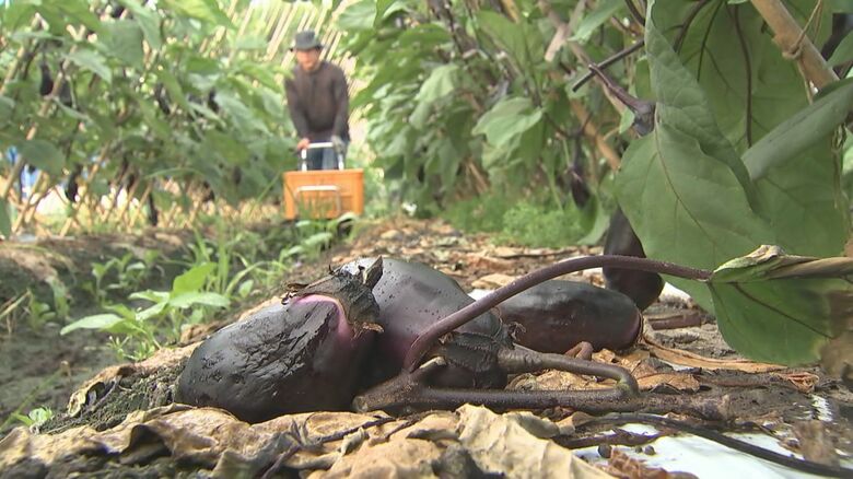 小玉農園（国東市）