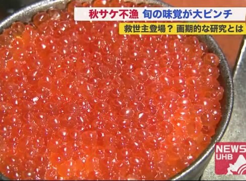 秋サケ漁不振で