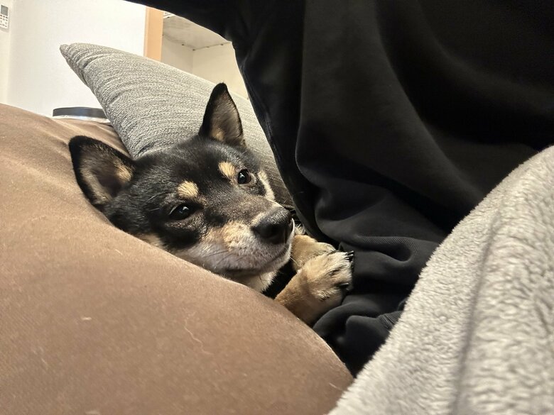 提供：豆柴ごま娘さん