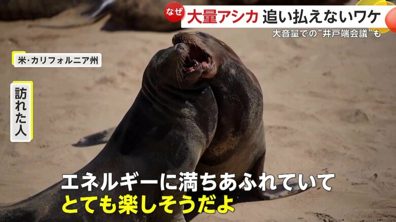 ビーチを占拠するアシカ