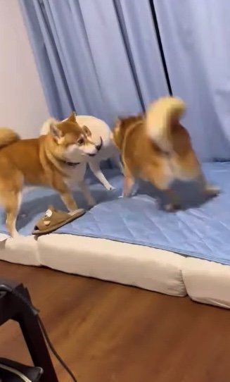 提供：柴犬ポポ(7)リブ(4)ラム(4)さん