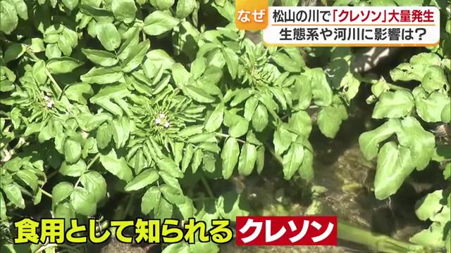 ヨーロッパ原産の外来植物