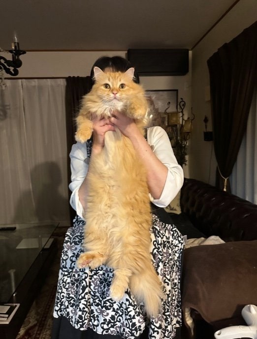 飼い主に抱っこされてドヤ顔（提供：ネコランドさん）