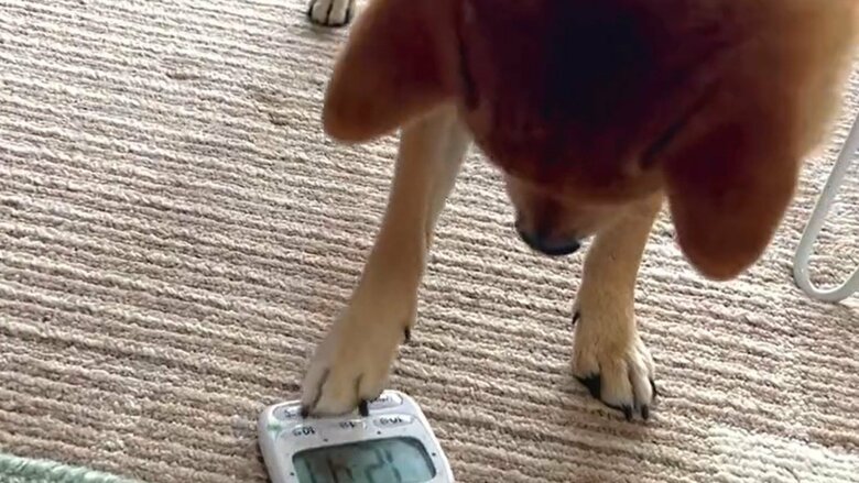 タイマーのボタンを押したがる