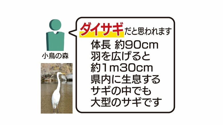 ダイサギ　福島県に生息するサギの中でも大型のもの