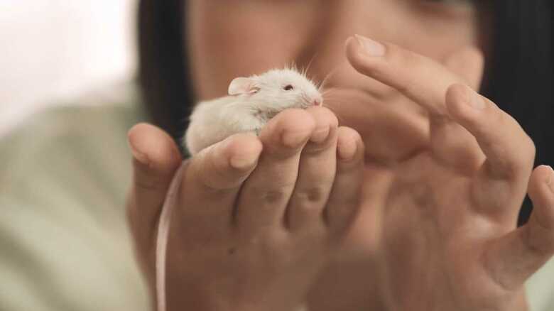 預かられたのはハツカネズミ