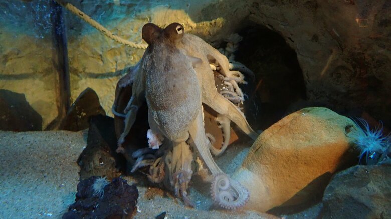 提供：九十九島水族館　海きらら