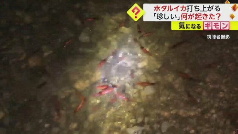 赤い物体が波に揺られ、ぷかぷかと浮かんでいる