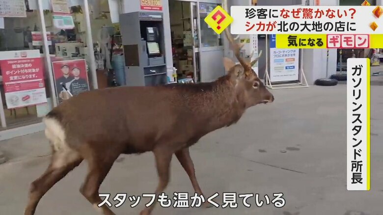 「スタッフも温かく見ている」という“常連さん”のシカ