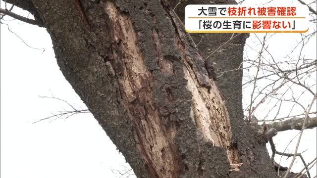 桂城公園の桜、大雪で枝折れも「生育に問題なし」　桜まつりに向け準備着々と進む　秋田・大館市