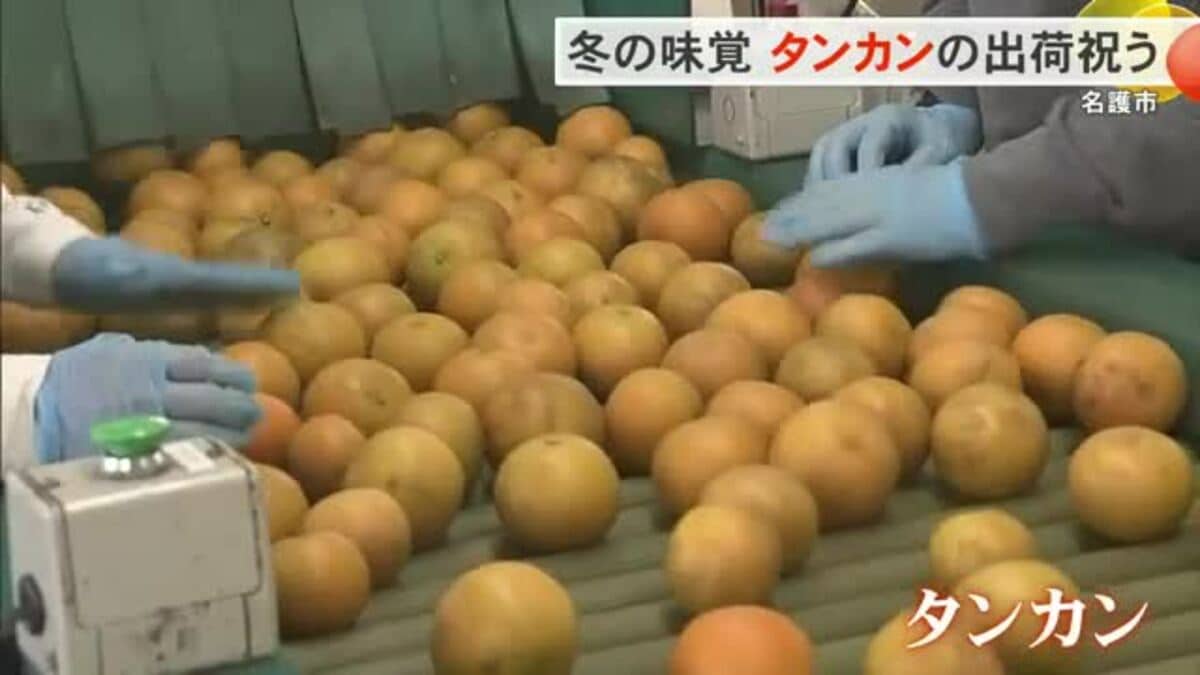 冬の味覚タンカンの出荷を祝う JAおきなわ「大きさと味を兼ね備えた