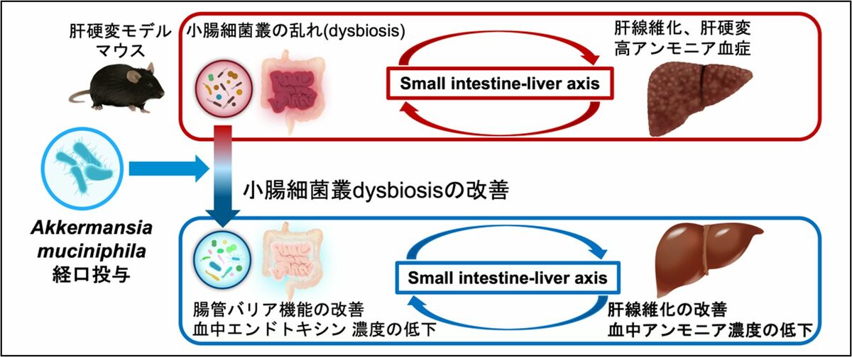 図説・養菌性キクイムシ類の生態を探る ブナ材の中のこの小さな住民たち 絶版 希少 img_5340c57d7fb9a5cdc80cf8f9f2