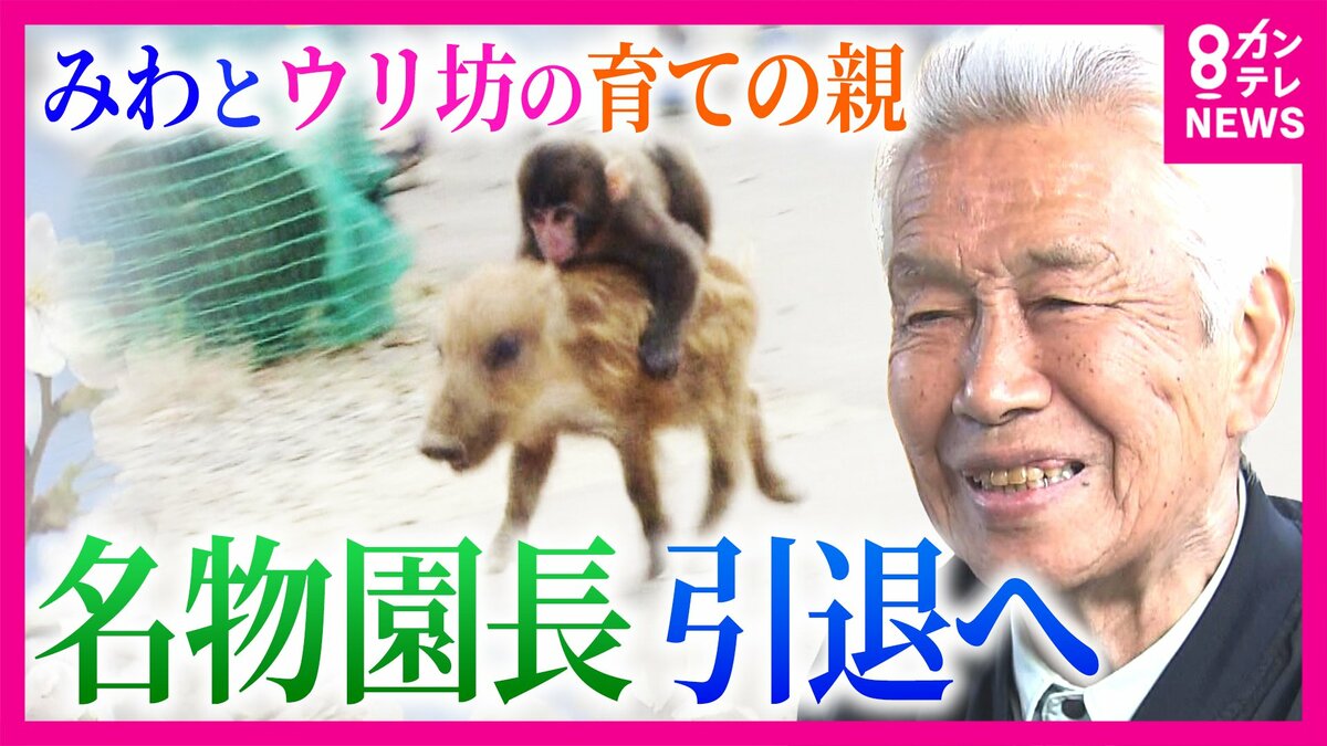 値下げ❗️ウリ坊　剥製　30cm みわとウリ坊”の育ての親 名物園長が引退へ うり坊の現在の姿は