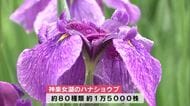 神楽女湖ハナショウブが満開「水辺のお花最高」約80種類、1万5000株が園内を彩る　大分県別府市