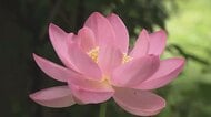 約１０００年前の種から現代に　松山で古代ハスが今年も開花　淡く清らかな姿に太鼓のロマン【愛媛】