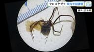 県内初　クロゴケグモ発見　福山港でコンテナに１匹と卵のう１個が付着　決して素手で触らないで　広島