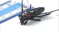 【注意】バラ科の樹木を食い荒らす特定外来生物「クビアカツヤカミキリ」県内で初確認【香川・小豆島町】