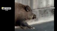 「うそでしょ！」高速道路を歩くイノシシが突然加速し全速力で並走、一般道に下りたか　福岡・北九州市