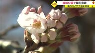 山形に“サクラ前線”到来 霞城公園 3月中初の開花宣言　鶴岡公園では名物「ぼんぼり」設置【山形発】