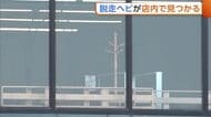 脱走劇から1週間以上…“行方不明のヘビ”店内で見つかる　売り場から約10m離れた商品棚のすき間に　新潟・上越市