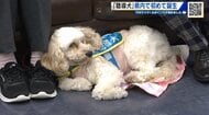 「聴導犬」広島県内で初めて誕生　玄関チャイムや目覚まし時計…日常生活で必要な音を教える役割