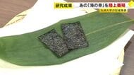 海ではなく陸上でノリを養殖　九大の研究グループが成果発表「滑らかで香り高い」　気候変動に負けず1年中収穫できるメリットも